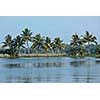 Palms at Kerala backwaters. Kerala, India. This is very typical image of backwaters.