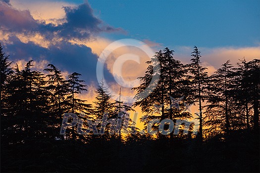 Silhouettes of trees on sunset