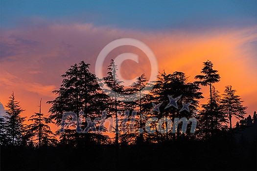 Silhouettes of trees on sunset