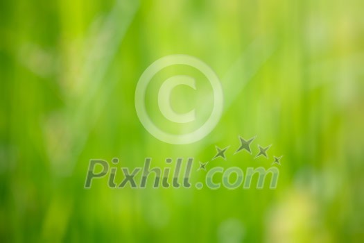 Nature blurred defocused background of green grass
