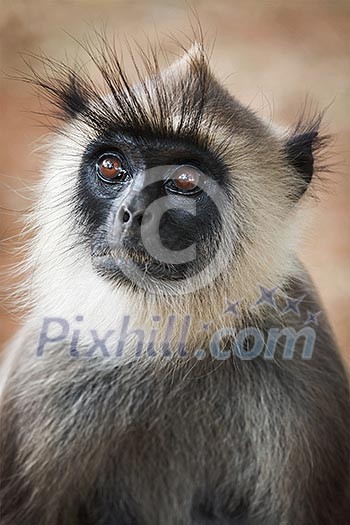 Monkey gray langur portrait close up. Sri Lanka Monkey gray langur portrait close up. Sri Lanka