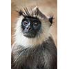 Monkey gray langur portrait close up. Sri Lanka