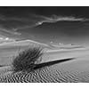 Dunes of Thar Desert. Sam Sand dunes, Rajasthan, India. Black and white version