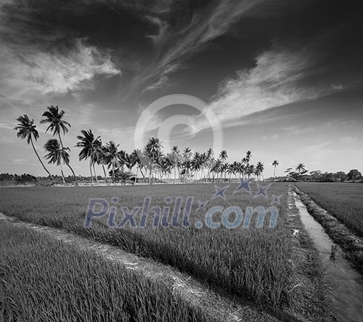 Rural Indian scene - rice paddy field and palms. Tamil Nadu, India. Black and white version Rural Indian scene - rice paddy field and palms. Tamil Nadu, India. Black and white version