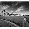 Rural Indian scene - rice paddy field and palms. Tamil Nadu, India. Black and white version