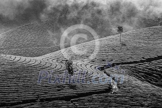 Kerala India travel background - green tea plantations in Munnar, Kerala, India - tourist attraction. Black and white version Kerala India travel background - green tea plantations in Munnar, Kerala, India - tourist attraction. Black and white version