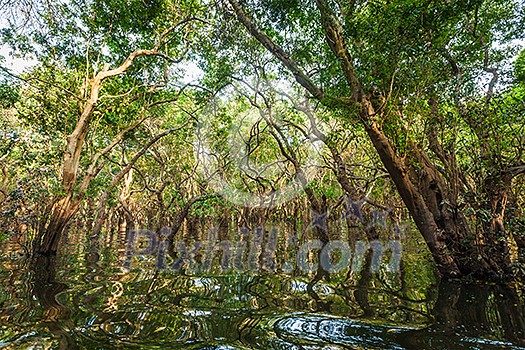 Flooded trees in mangrove rain forest. Kampong Phluk village. Cambodia