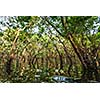 Flooded trees in mangrove rain forest. Kampong Phluk village. Cambodia