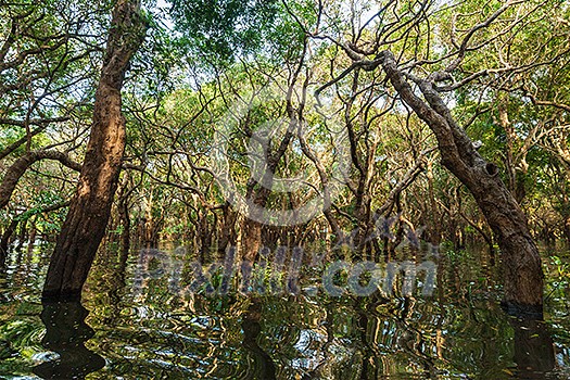 Flooded trees in mangrove rain forest. Kampong Phluk village. Cambodia Flooded trees in mangrove rain forest. Kampong Phluk village. Cambodia