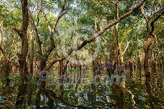 Flooded trees in mangrove rain forest. Kampong Phluk village. Cambodia Flooded trees in mangrove rain forest. Kampong Phluk village. Cambodia
