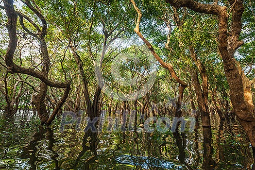 Flooded trees in mangrove rain forest. Kampong Phluk village. Cambodia Flooded trees in mangrove rain forest. Kampong Phluk village. Cambodia