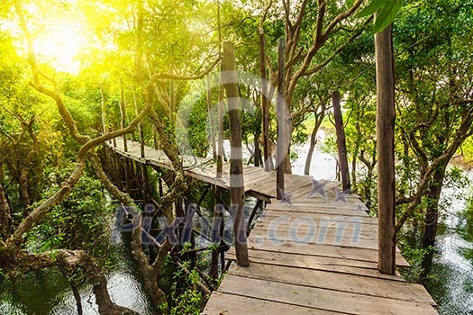 Tropical exotic travel concept - wooden bridge in flooded rain forest jungle of mangrove trees near Kampong Phluk village, Cambodia