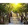 Tropical exotic travel concept - wooden bridge in flooded rain forest jungle of mangrove trees near Kampong Phluk village, Cambodia