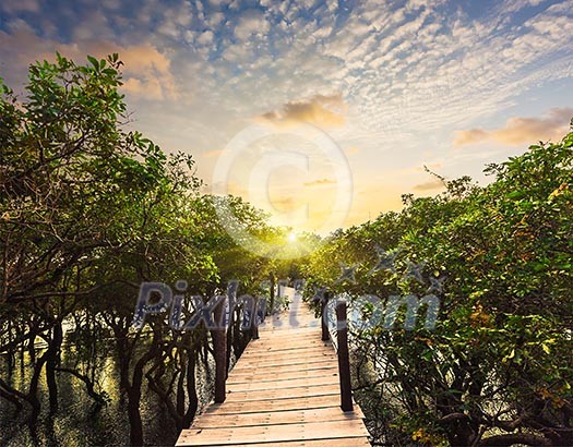 Tropical exotic travel concept - wooden bridge in flooded rain forest jungle of mangrove trees near Kampong Phluk village, Cambodia Tropical exotic travel concept - wooden bridge in flooded rain forest jungle of mangrove trees near Kampong Phluk village, Cambodia