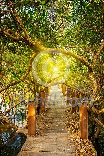 Tropical exotic travel concept - wooden bridge in flooded rain forest jungle of mangrove trees near Kampong Phluk village, Cambodia