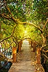 Tropical exotic travel concept - wooden bridge in flooded rain forest jungle of mangrove trees near Kampong Phluk village, Cambodia