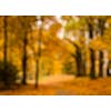 Defocused blurred autum background - valley in fall with yellow tree leaves