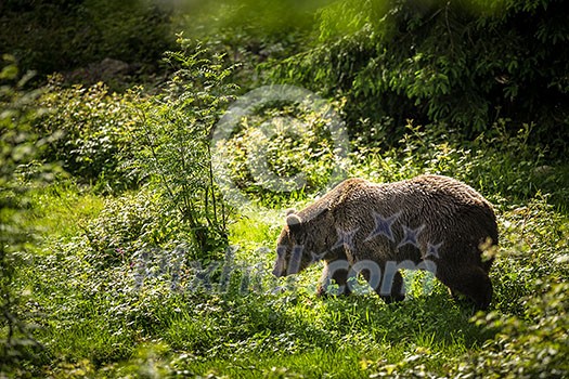 Brown bear (Ursus arctos) Brown bear (Ursus arctos)