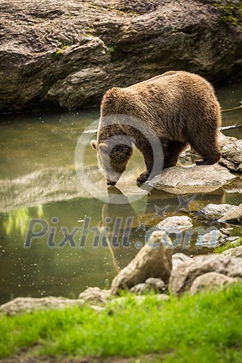 Brown bear (Ursus arctos) Brown bear (Ursus arctos)