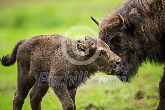 European bison (Bison bonasus) European bison (Bison bonasus)