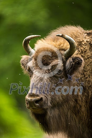 European bison (Bison bonasus) European bison (Bison bonasus)