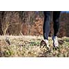 Jogging outdoors in a meadow (shallow dof, focus on the running shoe)