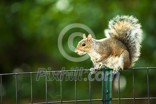 Eastern Grey Squirrel (Sciurus carolinensis) Eastern Grey Squirrel (Sciurus carolinensis)