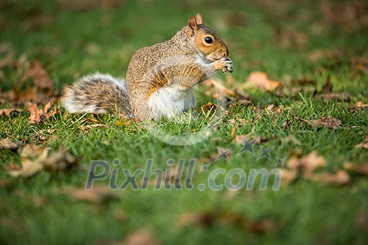 Eastern Grey Squirrel (Sciurus carolinensis) Eastern Grey Squirrel (Sciurus carolinensis)