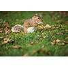 Eastern Grey Squirrel (Sciurus carolinensis)