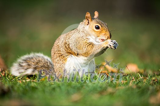 Eastern Grey Squirrel (Sciurus carolinensis) eating a nut