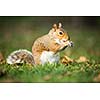 Eastern Grey Squirrel (Sciurus carolinensis) eating a nut