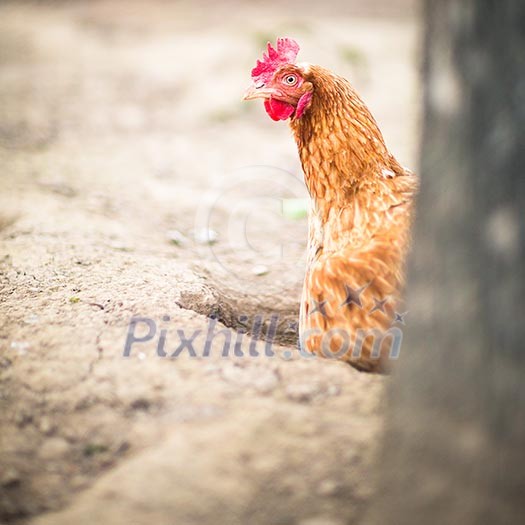 Hen in a farmyard (Gallus gallus domesticus) Hen in a farmyard (Gallus gallus domesticus)