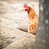 Hen in a farmyard (Gallus gallus domesticus)