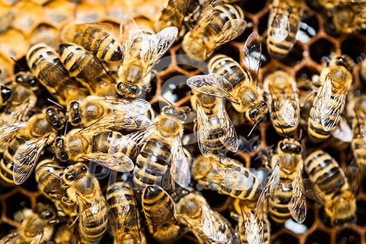 Macro shot of bees swarming on a honeycomb