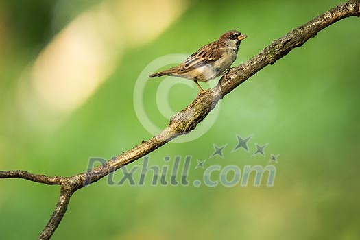 House Sparrow (Passer domesticus) on a branch against lush green leafy background (shallow DOF) House Sparrow (Passer domesticus) on a branch against lush green leafy background (shallow DOF)