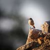 Black redstart (phoenicurus ochruros)