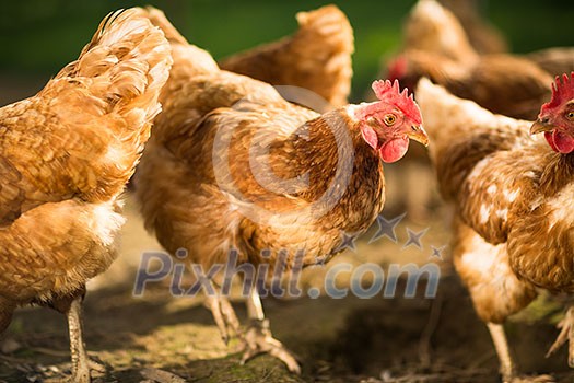 Hen in a farmyard (Gallus gallus domesticus) Hen in a farmyard (Gallus gallus domesticus)