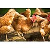 Hen in a farmyard (Gallus gallus domesticus)