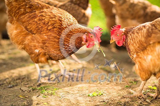 Hen in a farmyard (Gallus gallus domesticus) Hen in a farmyard (Gallus gallus domesticus)
