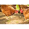 Hen in a farmyard (Gallus gallus domesticus)