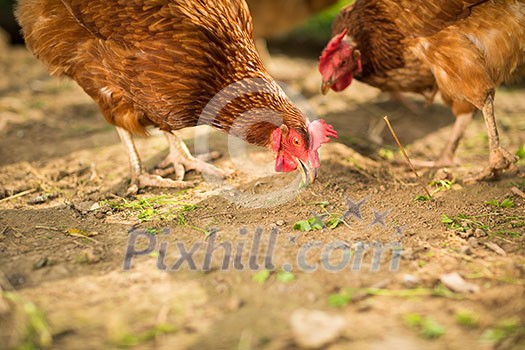 Hen in a farmyard (Gallus gallus domesticus)