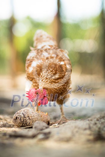 Hen in a farmyard (Gallus gallus domesticus) Hen in a farmyard (Gallus gallus domesticus)