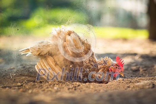 Hen in a farmyard (Gallus gallus domesticus) Hen in a farmyard (Gallus gallus domesticus)