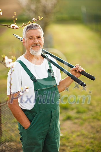 Portrait of a handsome senior man gardening in his garden, on a lovely spring day (color toned image)