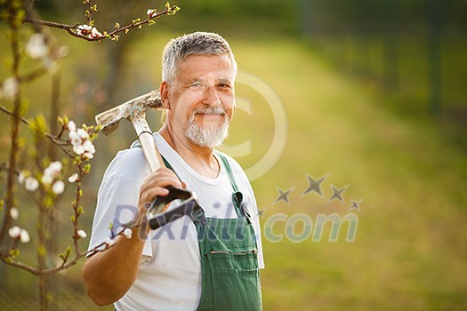 Portrait of a handsome senior man gardening in his garden, on a lovely spring day (color toned image)