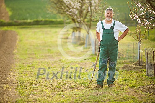Portrait of a handsome senior man gardening in his garden, on a lovely spring day (color toned image)