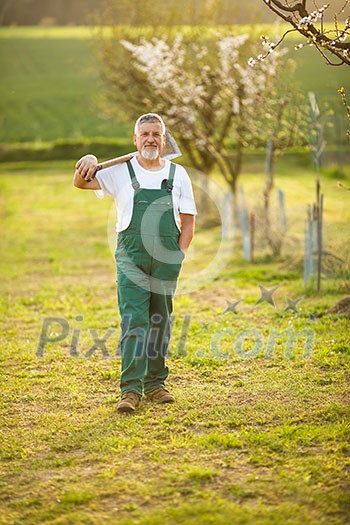 Portrait of a handsome senior man gardening in his garden, on a lovely spring day (color toned image)