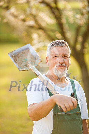 Portrait of a handsome senior man gardening in his garden, on a lovely spring day (color toned image)