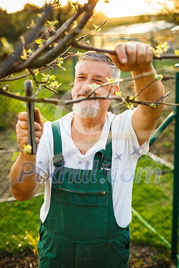 Portrait of a handsome senior man gardening in his garden, on a lovely spring day (color toned image)