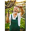 Portrait of a handsome senior man gardening in his garden, on a lovely spring day (color toned image)